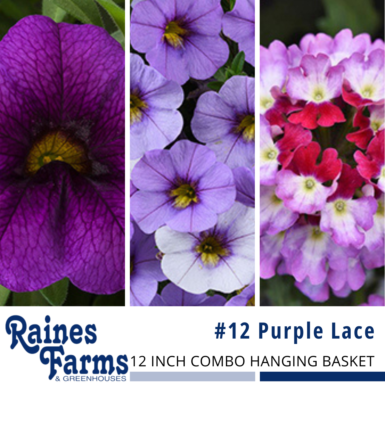 #12: Purple Lace 12 Inch Combo Hanging Basket